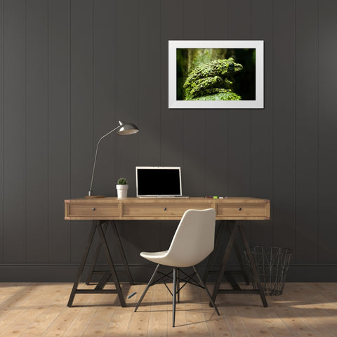 Colorado, Denver Close-up of mossy frog White Modern Wood Framed Art Print by Illg, Cathy and Gordon
