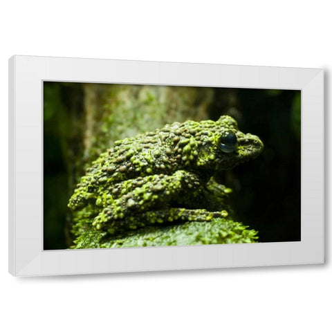 Colorado, Denver Close-up of mossy frog White Modern Wood Framed Art Print by Illg, Cathy and Gordon