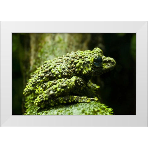 Colorado, Denver Close-up of mossy frog White Modern Wood Framed Art Print by Illg, Cathy and Gordon