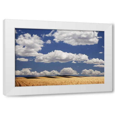 CO, Wheat fields in western part of state White Modern Wood Framed Art Print by Flaherty, Dennis