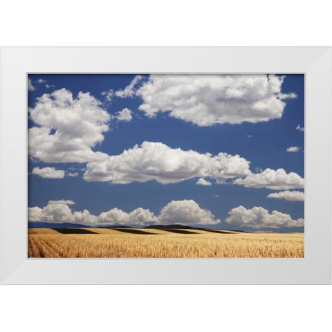 CO, Wheat fields in western part of state White Modern Wood Framed Art Print by Flaherty, Dennis