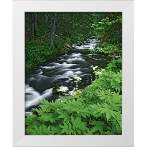 Colorado, White River NF Maroon Creek White Modern Wood Framed Art Print by Flaherty, Dennis