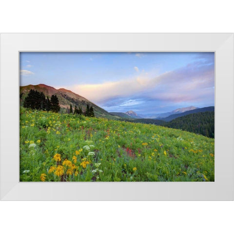 CO, Crested Butte Flowers and mountains White Modern Wood Framed Art Print by Flaherty, Dennis