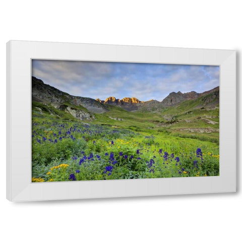 CO, San Juan Mts, Sunrise on flowers White Modern Wood Framed Art Print by Flaherty, Dennis