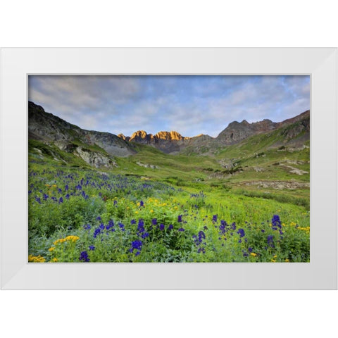 CO, San Juan Mts, Sunrise on flowers White Modern Wood Framed Art Print by Flaherty, Dennis