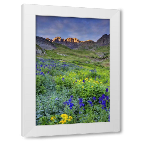 CO, San Juan Mts, Sunrise on flowers White Modern Wood Framed Art Print by Flaherty, Dennis