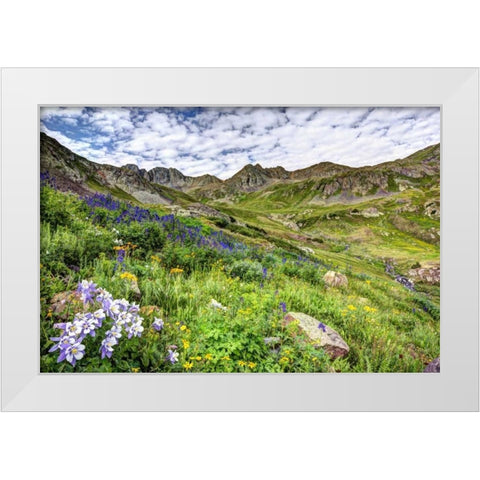 Colorado, San Juan Mts, flowers in American Basin White Modern Wood Framed Art Print by Flaherty, Dennis
