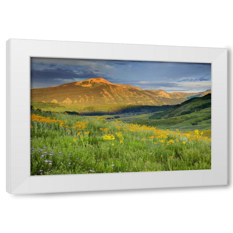 CO, Crested Butte Landscape of mountain flowers White Modern Wood Framed Art Print by Flaherty, Dennis