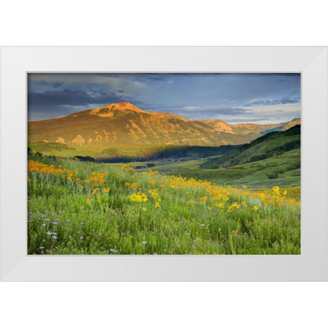 CO, Crested Butte Landscape of mountain flowers White Modern Wood Framed Art Print by Flaherty, Dennis