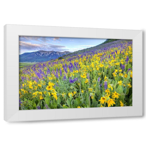 CO, Crested Butte Flowers on hillside White Modern Wood Framed Art Print by Flaherty, Dennis