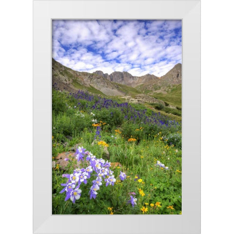 Colorado, San Juan Mts, flowers in American Basin White Modern Wood Framed Art Print by Flaherty, Dennis