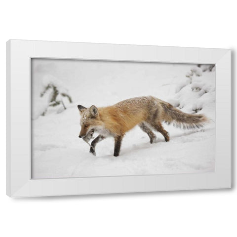 Colorado, Pike NF Red fox carrying meadow vole White Modern Wood Framed Art Print by Grall, Don