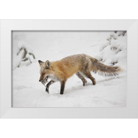 Colorado, Pike NF Red fox carrying meadow vole White Modern Wood Framed Art Print by Grall, Don