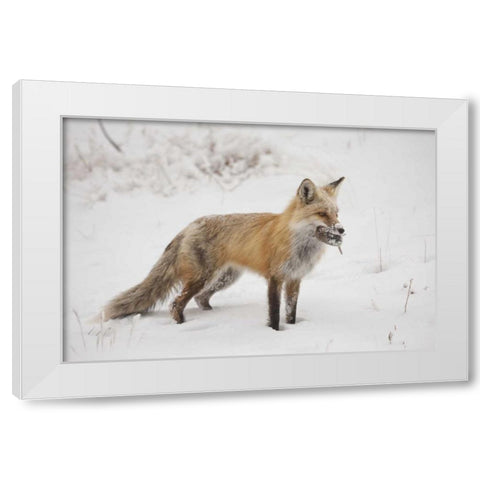 Colorado, Pike NF Red fox carrying meadow vole White Modern Wood Framed Art Print by Grall, Don