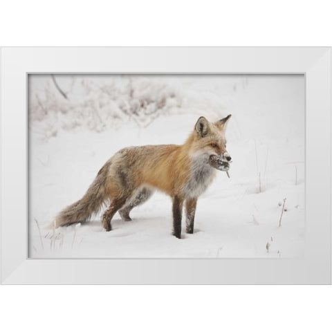 Colorado, Pike NF Red fox carrying meadow vole White Modern Wood Framed Art Print by Grall, Don