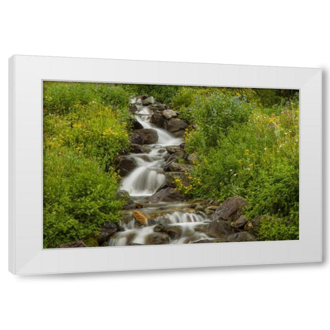 Colorado, San Juan Mts flowers next to stream White Modern Wood Framed Art Print by Illg, Cathy and Gordon