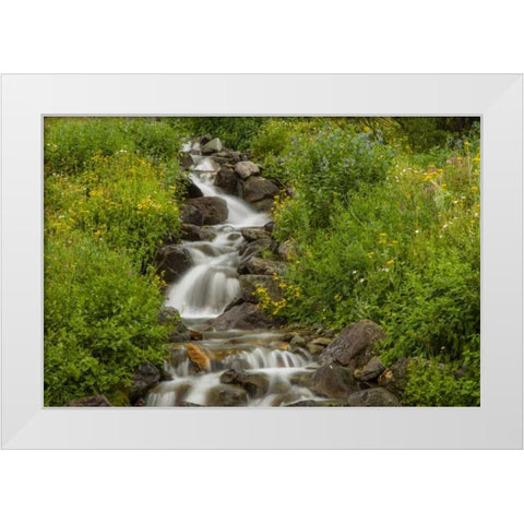 Colorado, San Juan Mts flowers next to stream White Modern Wood Framed Art Print by Illg, Cathy and Gordon