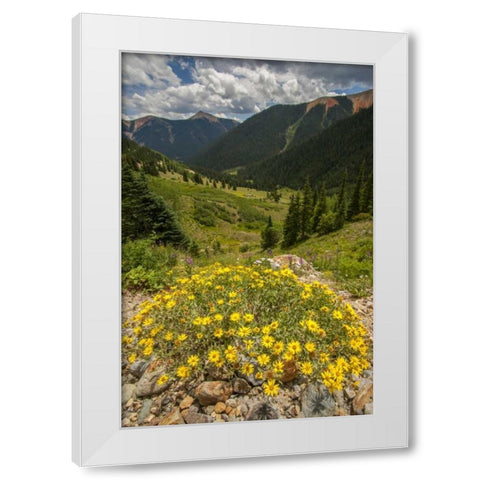 Colorado, San Juan Mts flowers in Ophir Pass White Modern Wood Framed Art Print by Illg, Cathy and Gordon