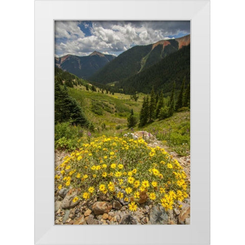 Colorado, San Juan Mts flowers in Ophir Pass White Modern Wood Framed Art Print by Illg, Cathy and Gordon