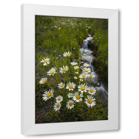 Colorado, San Juan Mts Daisies next to stream White Modern Wood Framed Art Print by Illg, Cathy and Gordon