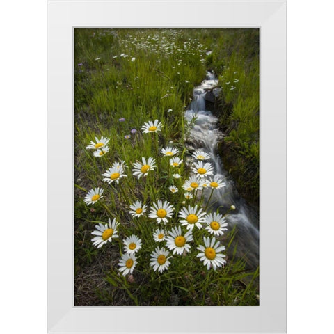 Colorado, San Juan Mts Daisies next to stream White Modern Wood Framed Art Print by Illg, Cathy and Gordon