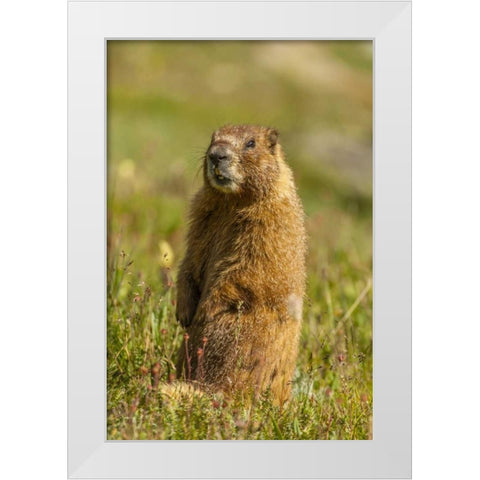 CO, San Juan Mts Yellow-bellied marmot in grass White Modern Wood Framed Art Print by Illg, Cathy and Gordon