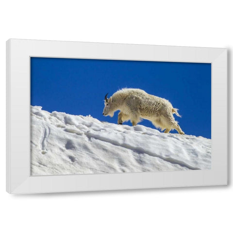 CO, Mt Evans Mountain goat walks on summer snow White Modern Wood Framed Art Print by Illg, Cathy and Gordon