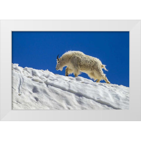 CO, Mt Evans Mountain goat walks on summer snow White Modern Wood Framed Art Print by Illg, Cathy and Gordon