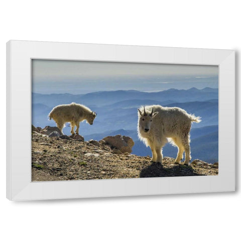Colorado, Mt Evans Mountain goats and scenery White Modern Wood Framed Art Print by Illg, Cathy and Gordon
