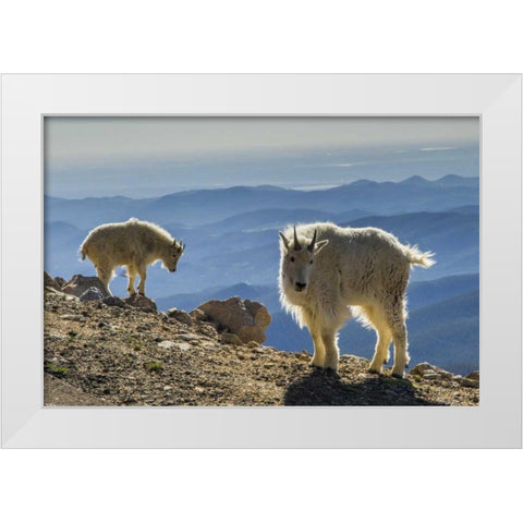 Colorado, Mt Evans Mountain goats and scenery White Modern Wood Framed Art Print by Illg, Cathy and Gordon