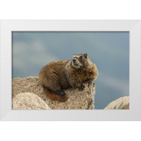 CO, San Juan Mts Yellow-bellied marmot on rock White Modern Wood Framed Art Print by Illg, Cathy and Gordon