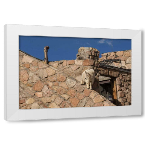 CO, Mt Evans Mountain goat climbs a building White Modern Wood Framed Art Print by Illg, Cathy and Gordon
