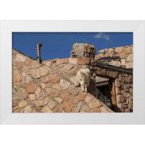CO, Mt Evans Mountain goat climbs a building White Modern Wood Framed Art Print by Illg, Cathy and Gordon