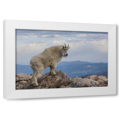 CO, Mt Evans Mountain goat stands against sky White Modern Wood Framed Art Print by Illg, Cathy and Gordon