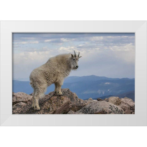 CO, Mt Evans Mountain goat stands against sky White Modern Wood Framed Art Print by Illg, Cathy and Gordon