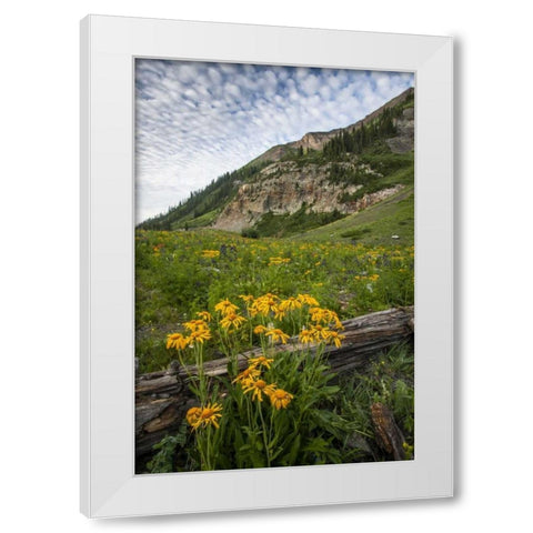 Colorado, Crested Butte Wildflowers and old log White Modern Wood Framed Art Print by Illg, Cathy and Gordon
