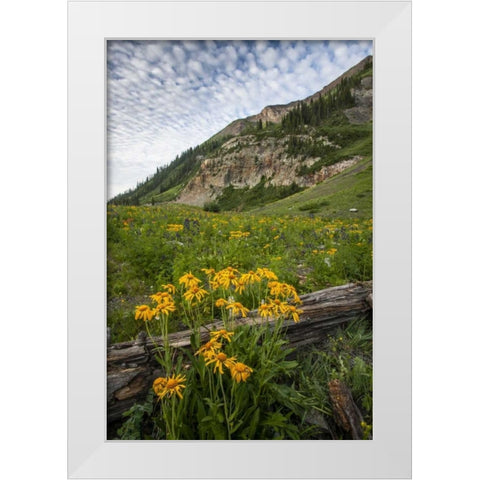 Colorado, Crested Butte Wildflowers and old log White Modern Wood Framed Art Print by Illg, Cathy and Gordon