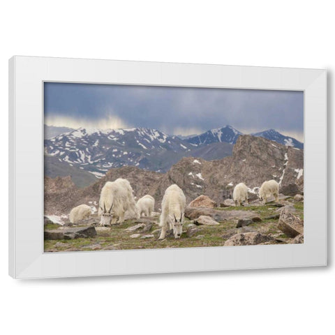Colorado, Mt Evans Mountain goat herd grazing White Modern Wood Framed Art Print by Illg, Cathy and Gordon