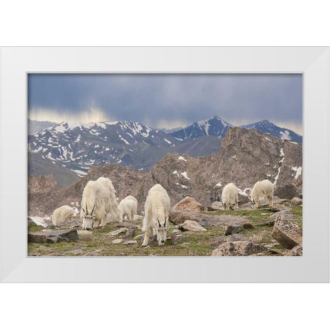 Colorado, Mt Evans Mountain goat herd grazing White Modern Wood Framed Art Print by Illg, Cathy and Gordon