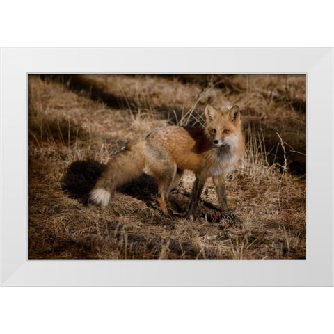 Colorado, Pike National Forest Red fox White Modern Wood Framed Art Print by Grall, Don