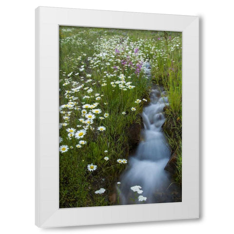 Colorado, San Juan Mts Daisies next to stream White Modern Wood Framed Art Print by Illg, Cathy and Gordon