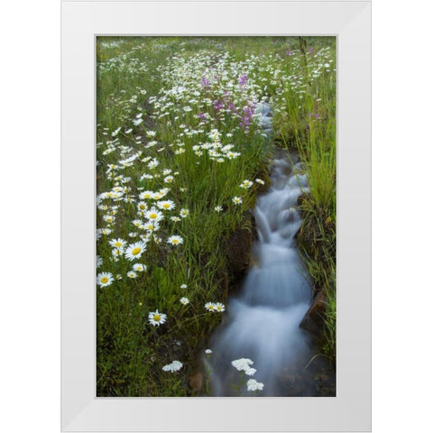 Colorado, San Juan Mts Daisies next to stream White Modern Wood Framed Art Print by Illg, Cathy and Gordon