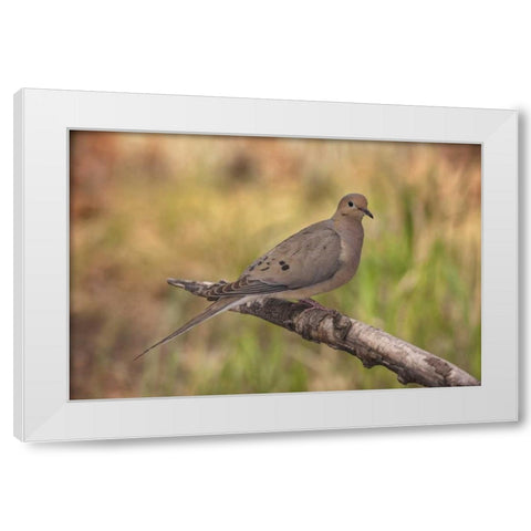 Colorado, Woodland Park Mourning dove on branch White Modern Wood Framed Art Print by Grall, Don