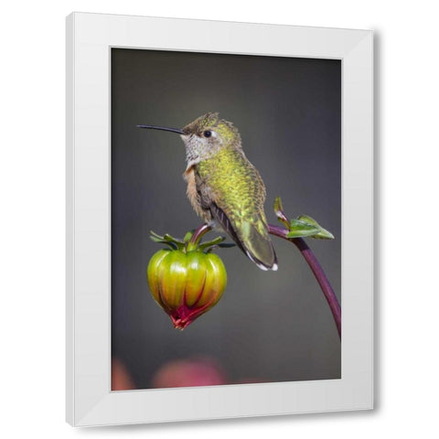 USA, Colorado Hummingbird rests on flower bud White Modern Wood Framed Art Print by Lord, Fred