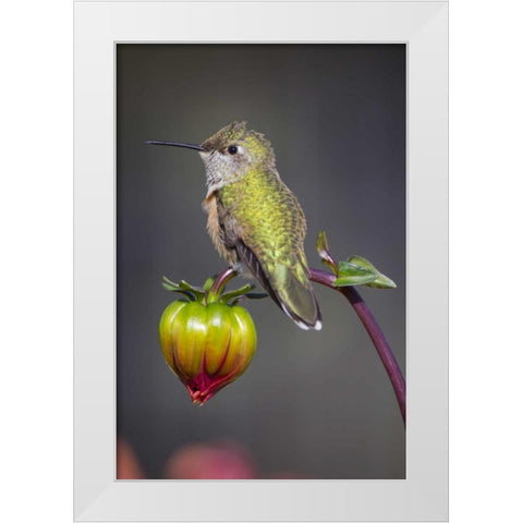 USA, Colorado Hummingbird rests on flower bud White Modern Wood Framed Art Print by Lord, Fred