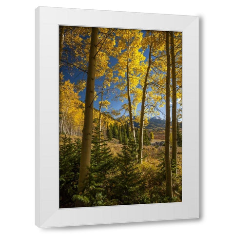 USA, Colorado Landscape in San Juan Mountains White Modern Wood Framed Art Print by Illg, Cathy and Gordon