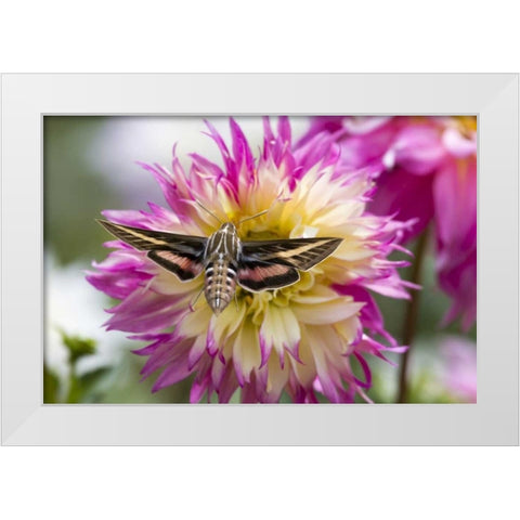 Colorado White-lined sphinx moth feeds on flower White Modern Wood Framed Art Print by Lord, Fred