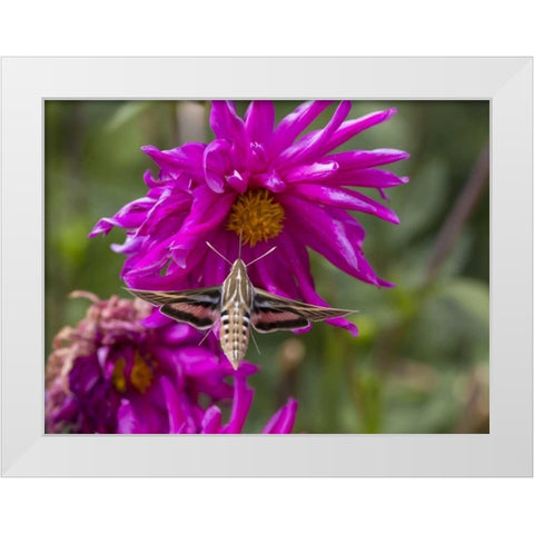 Colorado White-lined sphinx moth feeds on flower White Modern Wood Framed Art Print by Lord, Fred