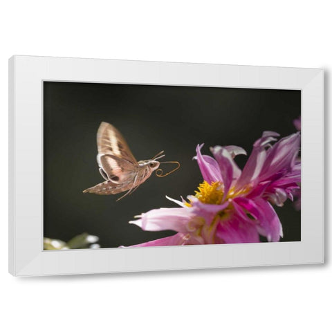 CO, White-lined sphinx moth tongue for feeding White Modern Wood Framed Art Print by Lord, Fred