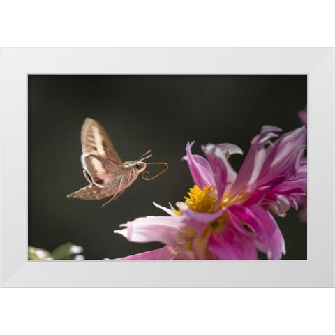 CO, White-lined sphinx moth tongue for feeding White Modern Wood Framed Art Print by Lord, Fred